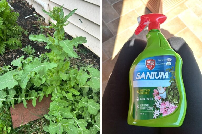 grass after weed killer