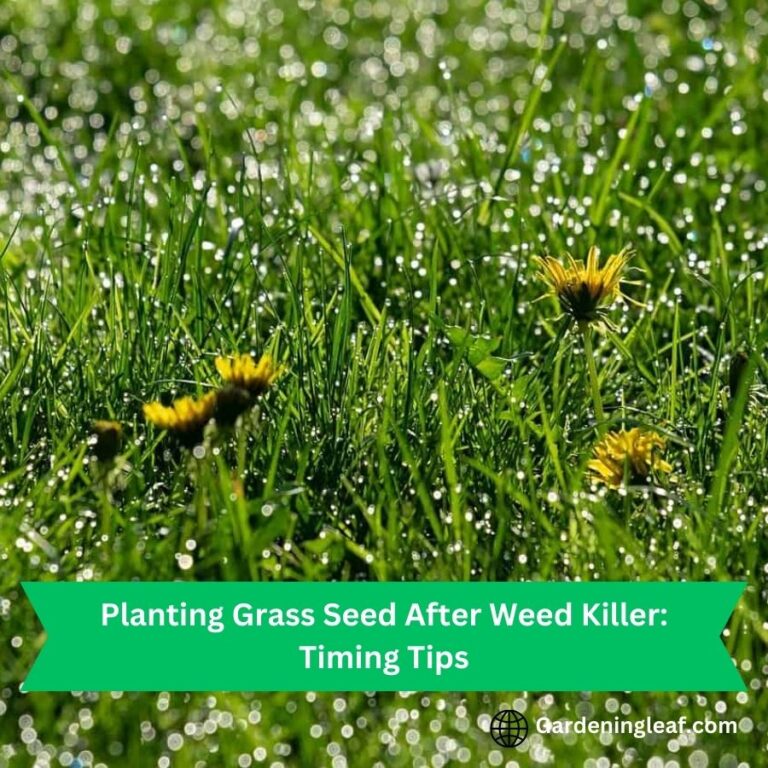 Planting Grass Seed After Weed Killer: Timing Tips