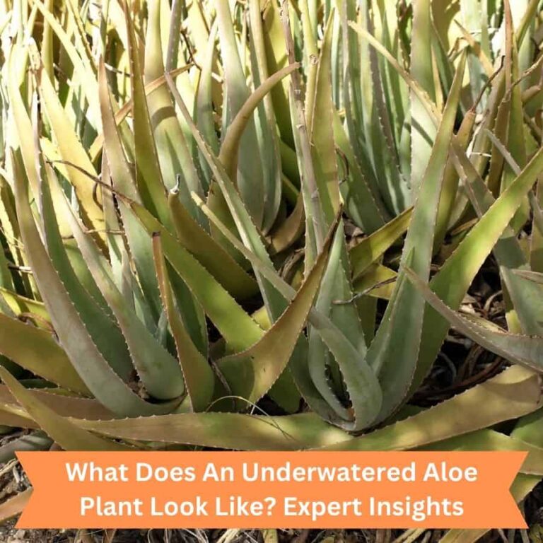 What Does an Underwatered Aloe Plant look like? Expert Insights