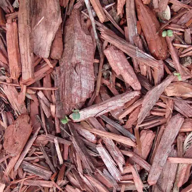 organic mulch