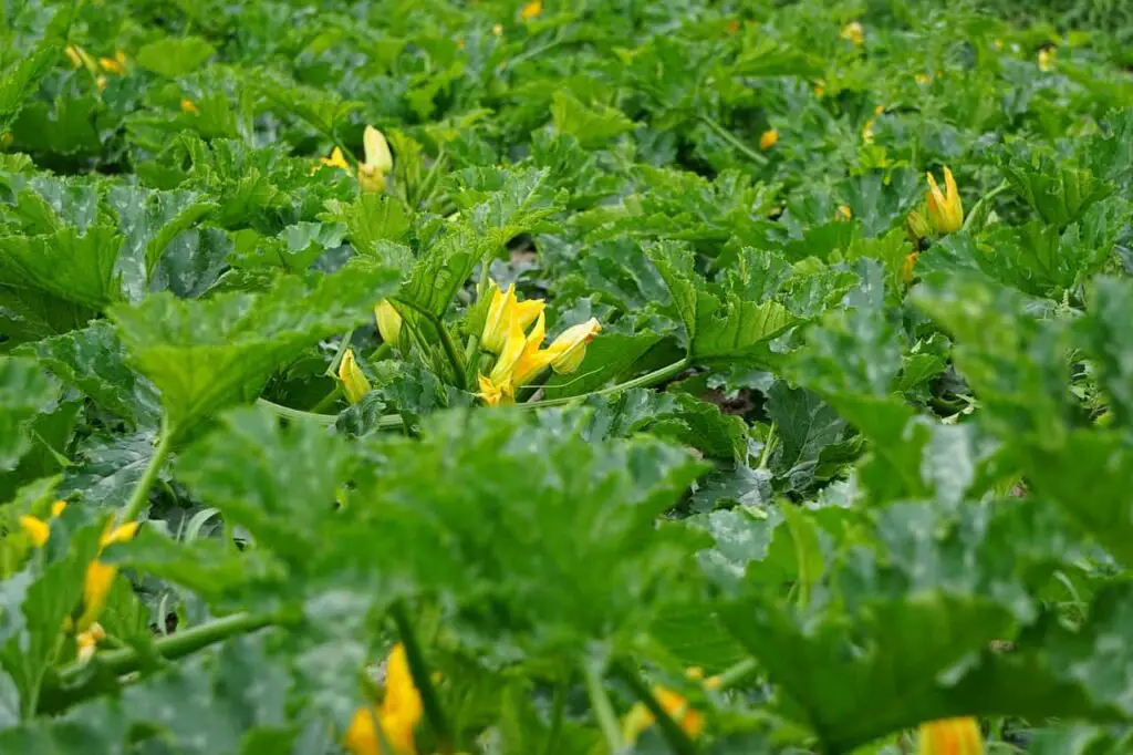  pumpkins plant