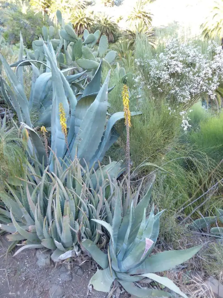 Underwatered Aloe Plant look like