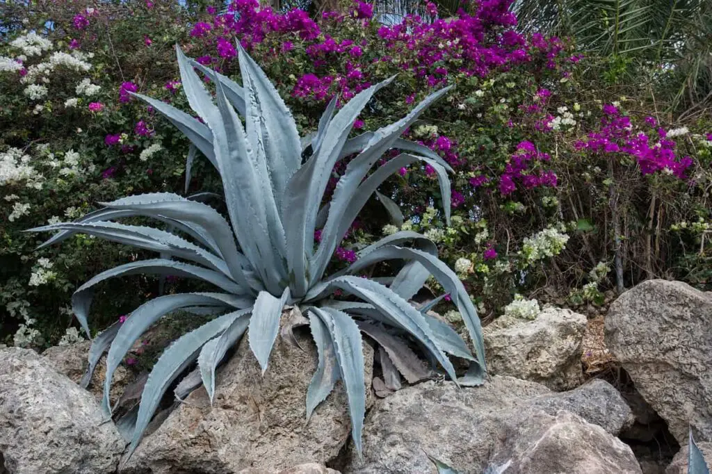 aloe plant 