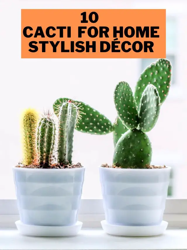 Cacti in Your Home: 10 Cacti  for Home Stylish Décor