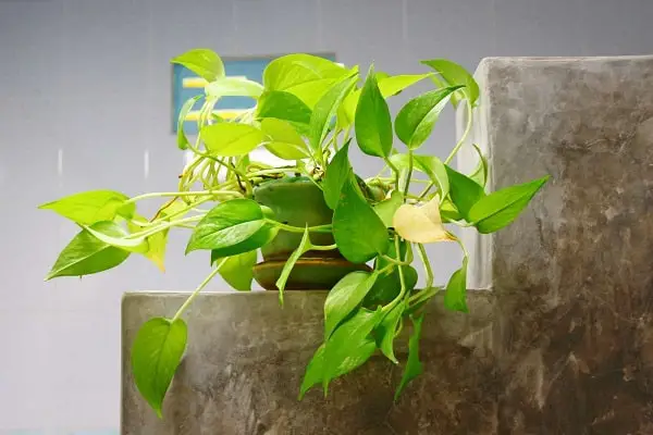 Pothos Revealed: The Surprising Truth About its Love for Humidity
