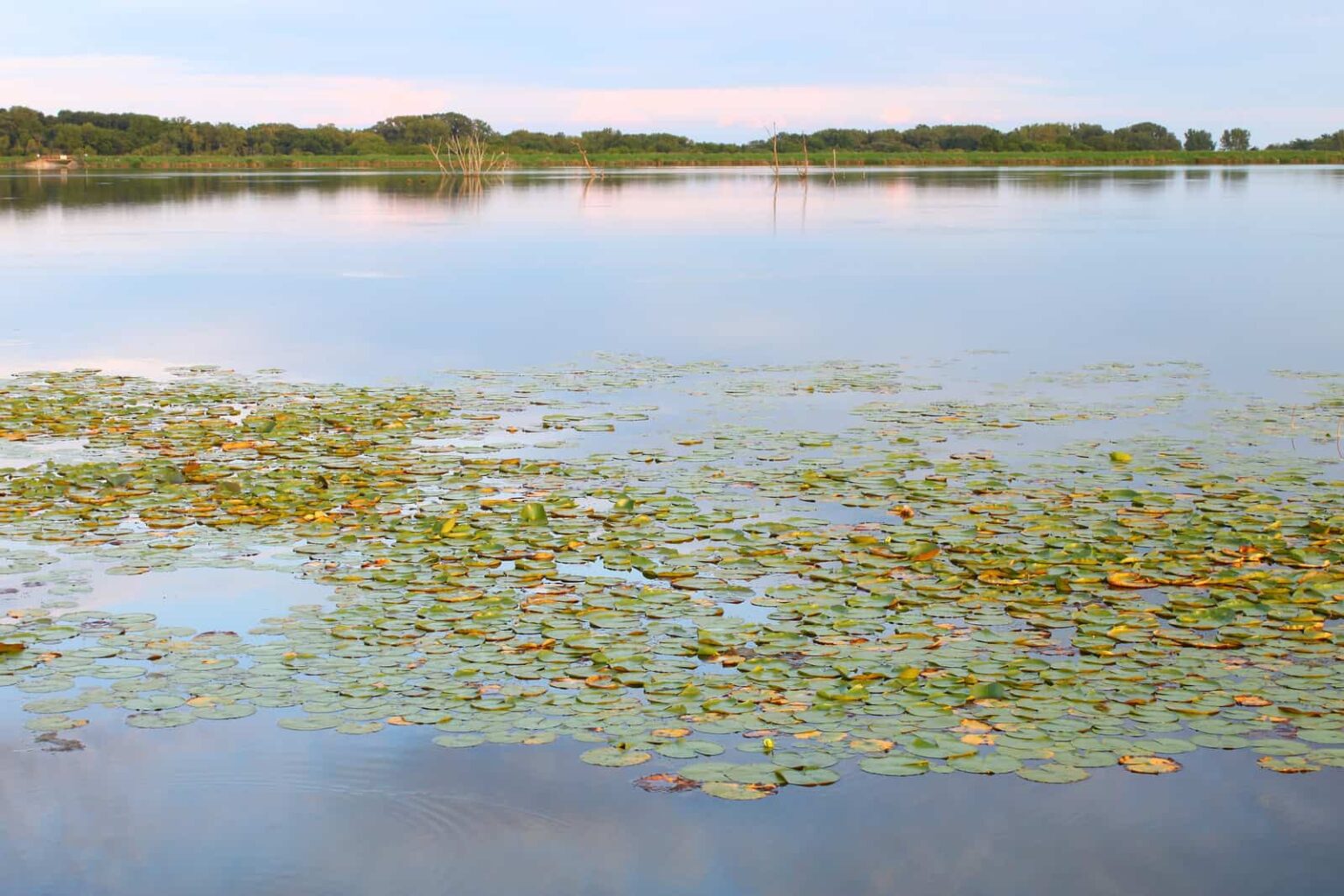 How To Get Rid Of Lake Weeds And Muck Ultimate Guide