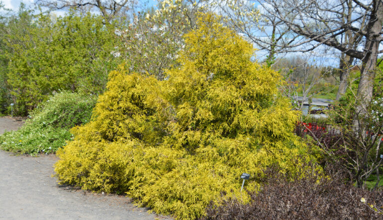 Golden Mop Cypress Pruning Made Easy: Expert Tips