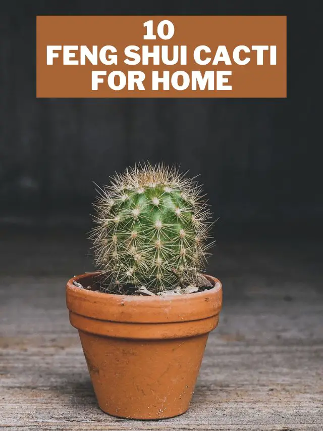 Enhance Your Energy Flow with These 10 Feng Shui Cacti