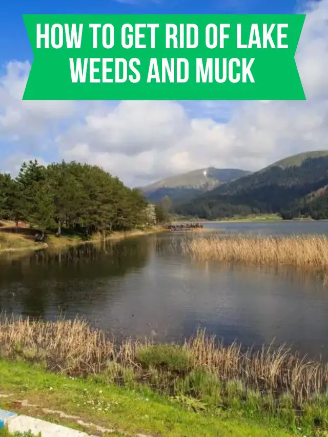 How To Get Rid Of Lake Weeds And Muck