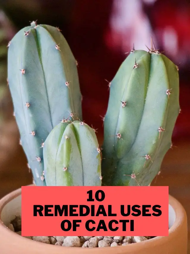 Healing Powers of the Cactus : 10 remedial Uses of Cacti