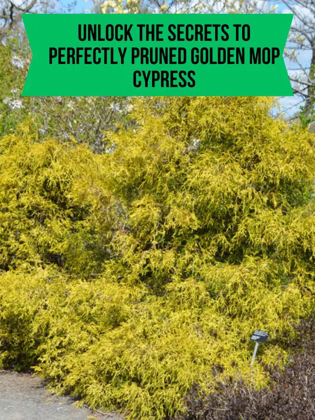 Unlock the Secrets to Perfectly Pruned Golden Mop Cypress
