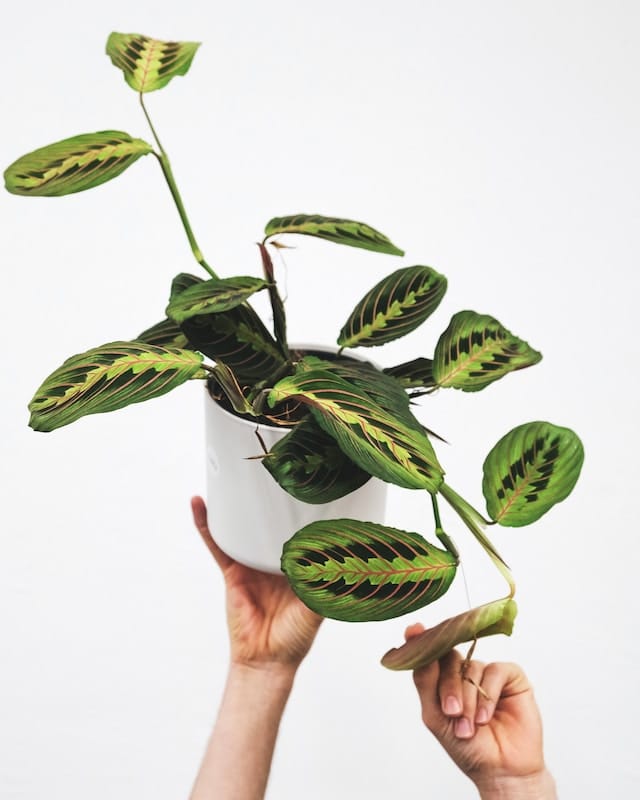 How to Propogate Prayer Plant