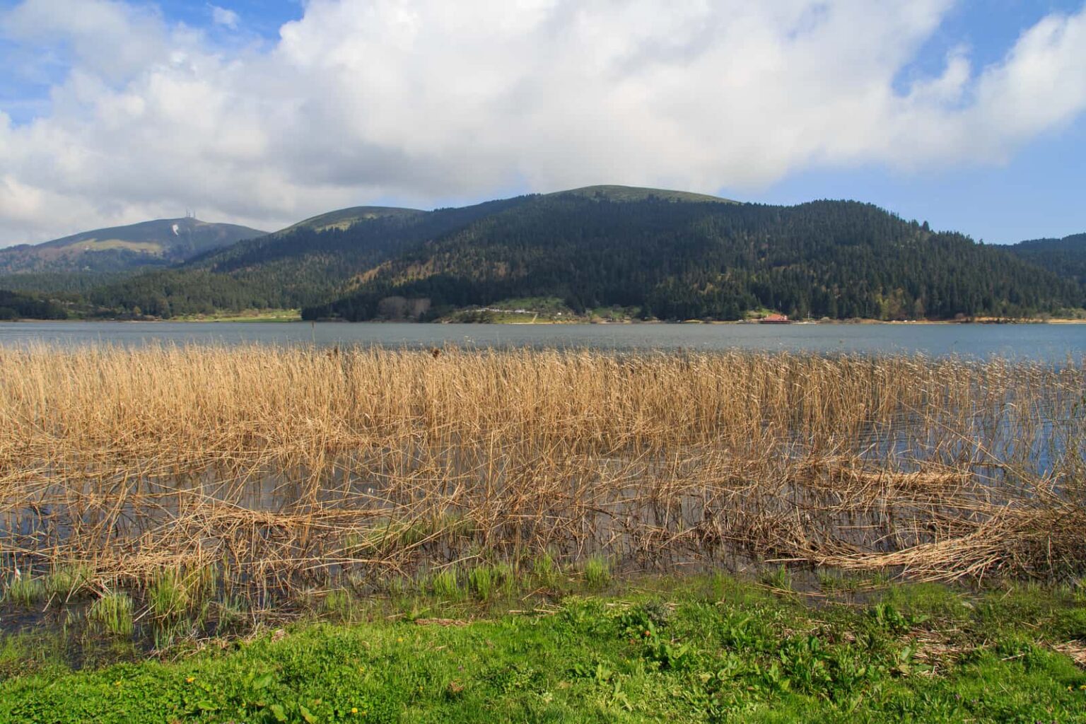 How To Get Rid Of Lake Weeds And Muck Ultimate Guide