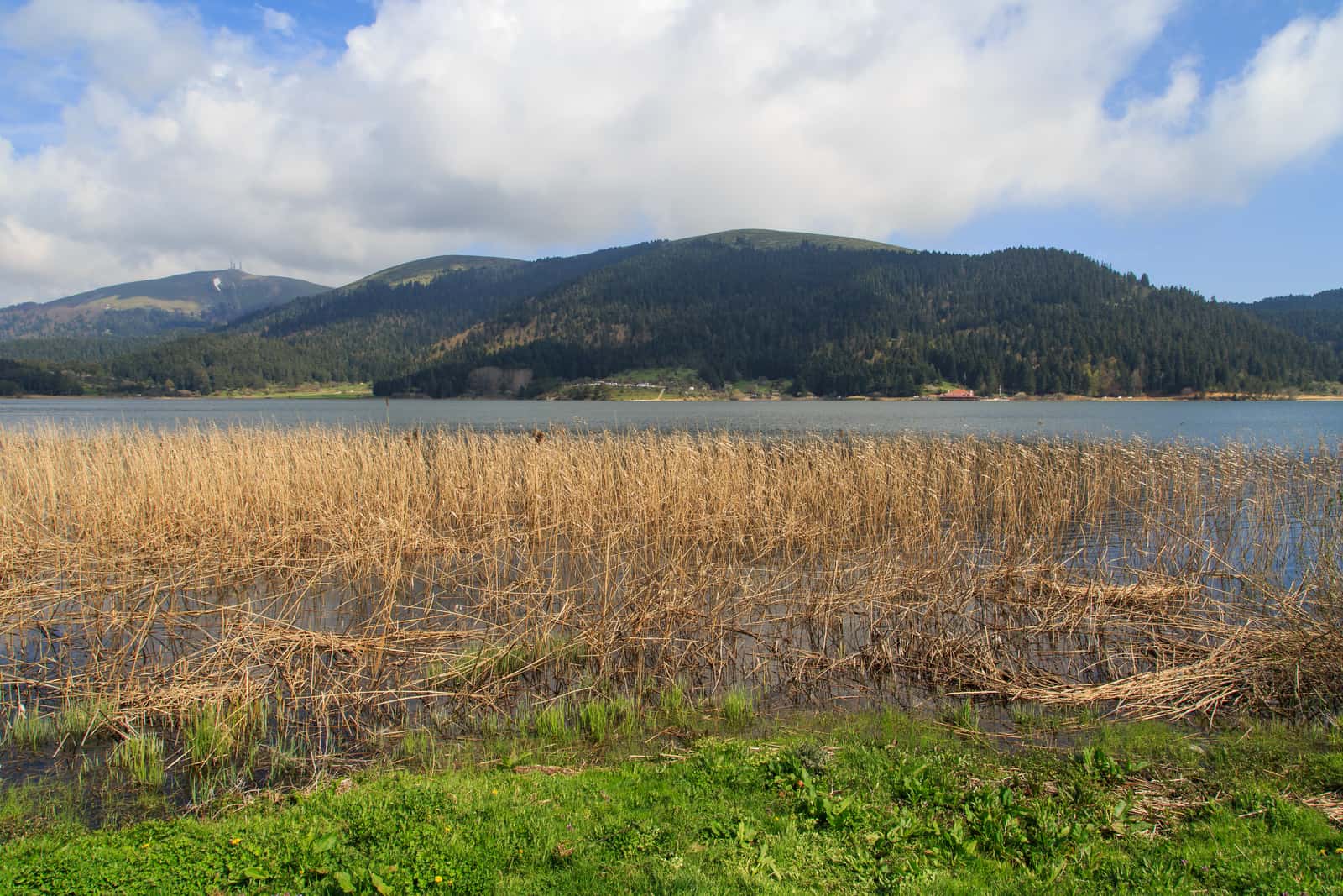 How To Get Rid Of Lake Weeds And Muck Ultimate Guide