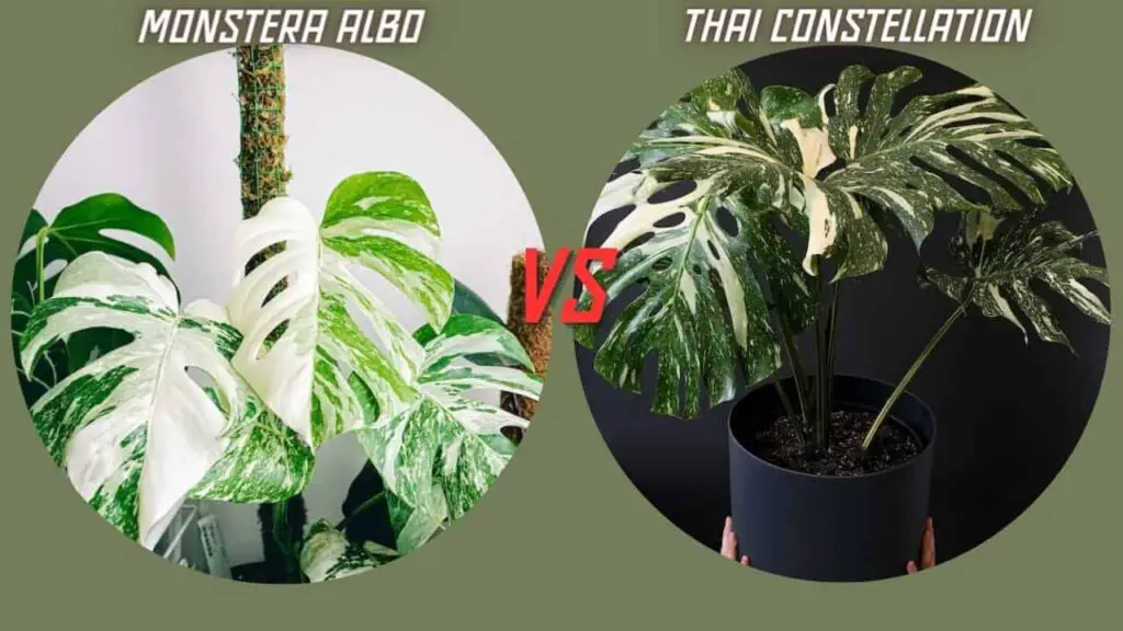 Monstera Albo vs Thai Constellation plant