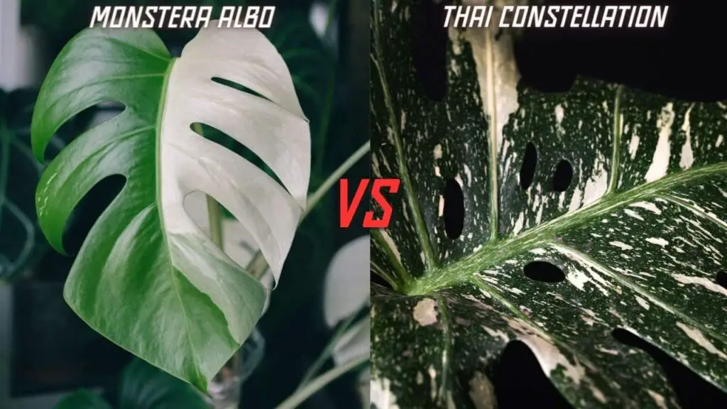 Monstera Albo vs Thai Constellation