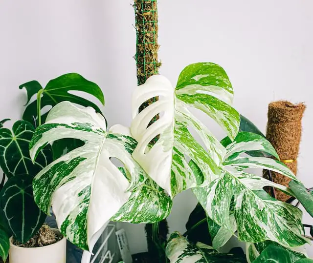 Monstera Albo 