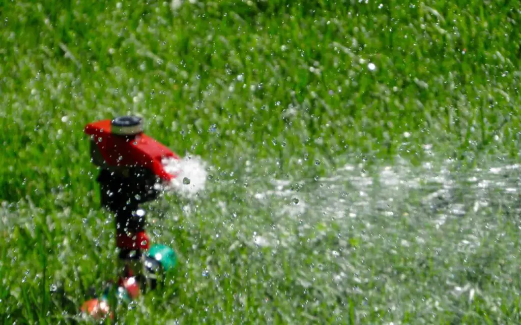 watering grass