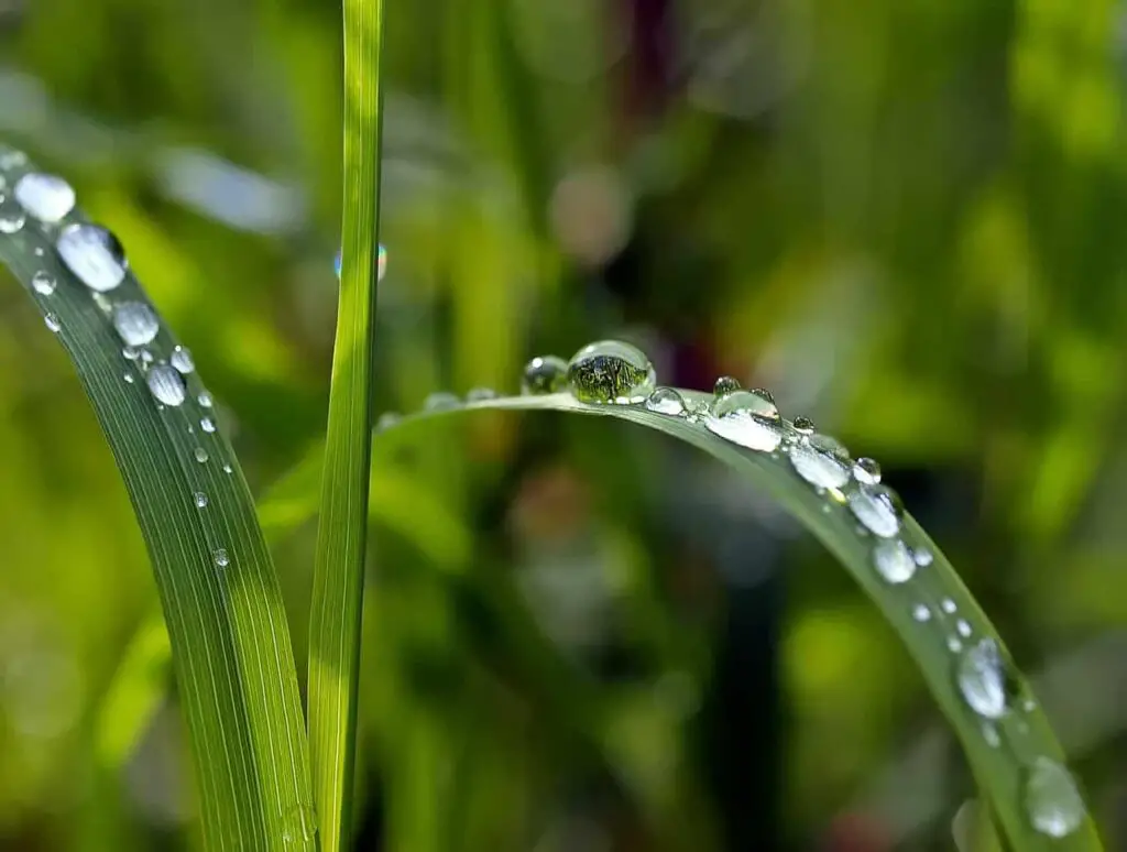 grass waters