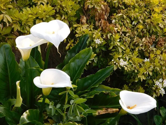 Peace Lily plant