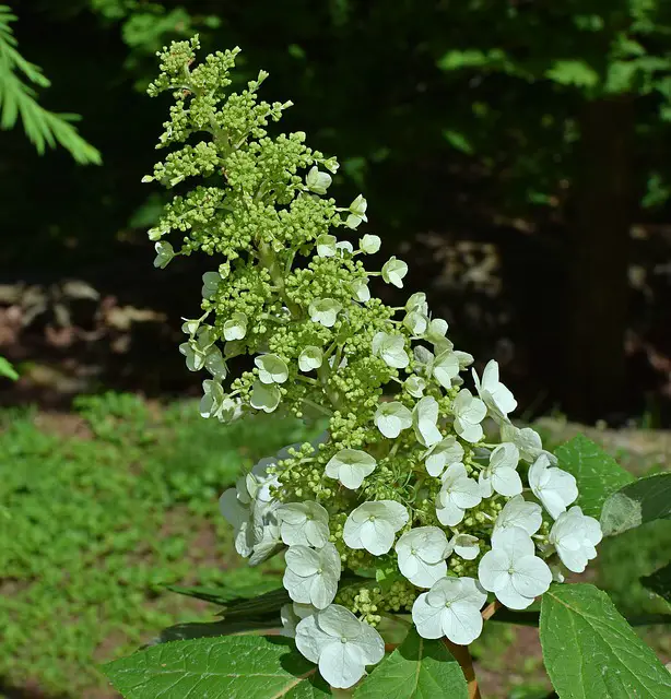 Successful Oak Leaf Hydrangea Pruning