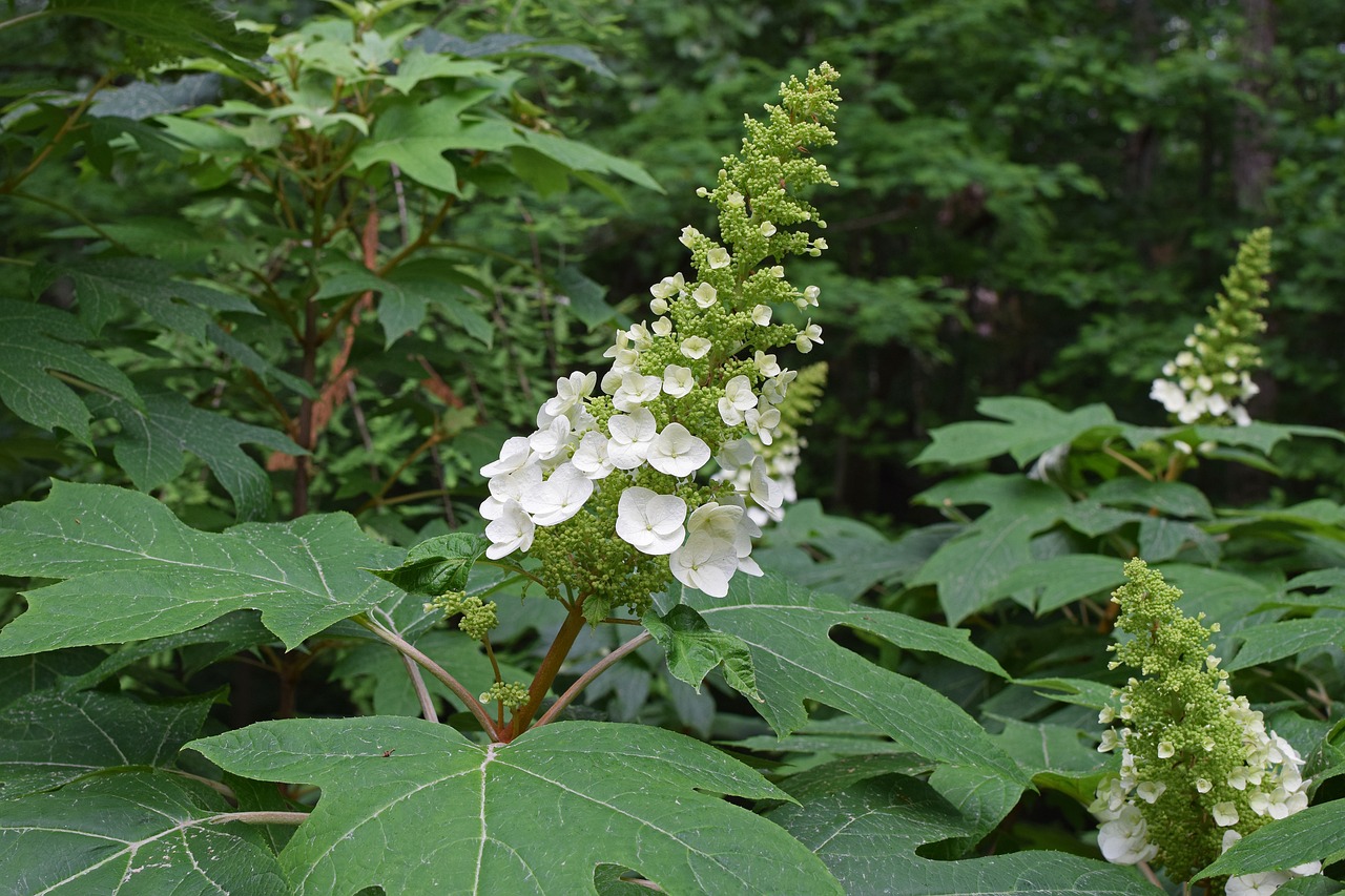 Oak Leaf Hydrangea Pruning: Expert Tips For Success