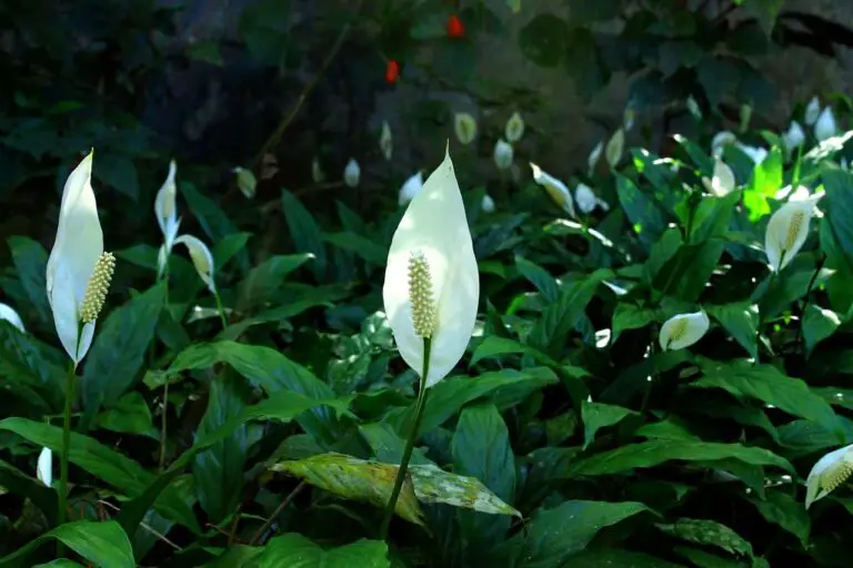 Best Potting Soil for Peace Lily: Tips for Success