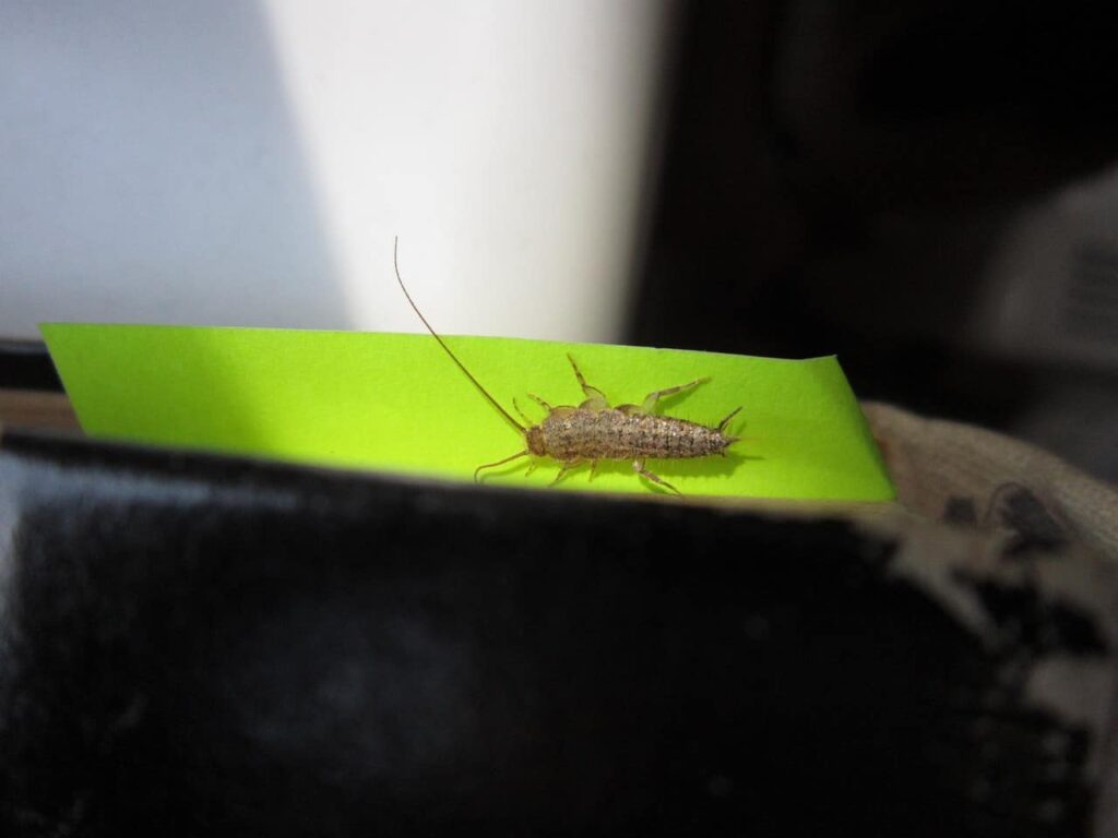 tiny silver bugs in houseplant soil
