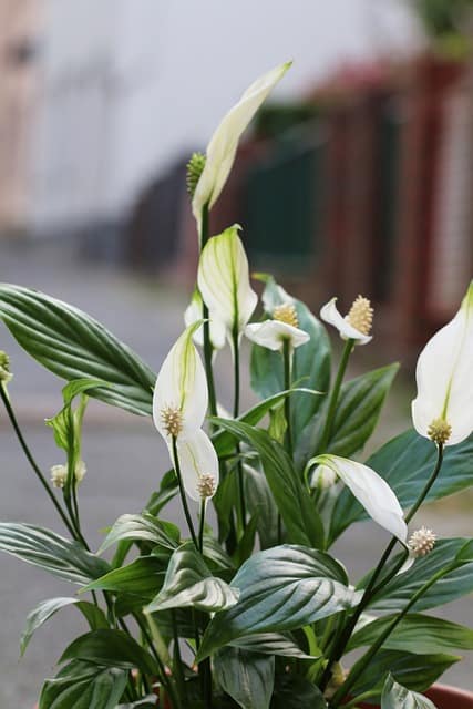 Best Potting Soil for Peace Lily