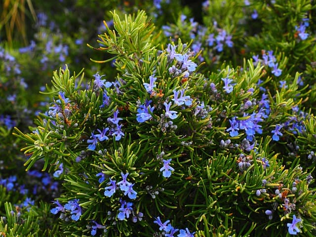 How To Harvest Rosemary Without Killing The Plant