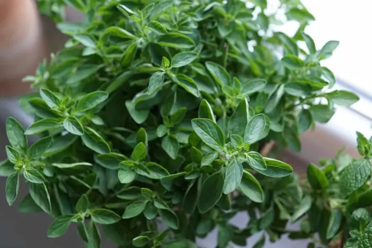 How To Harvest Oregano Without Killing the Plant – Guide