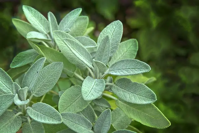 Expert Tips: How to Harvest Sage Without Killing the Plant