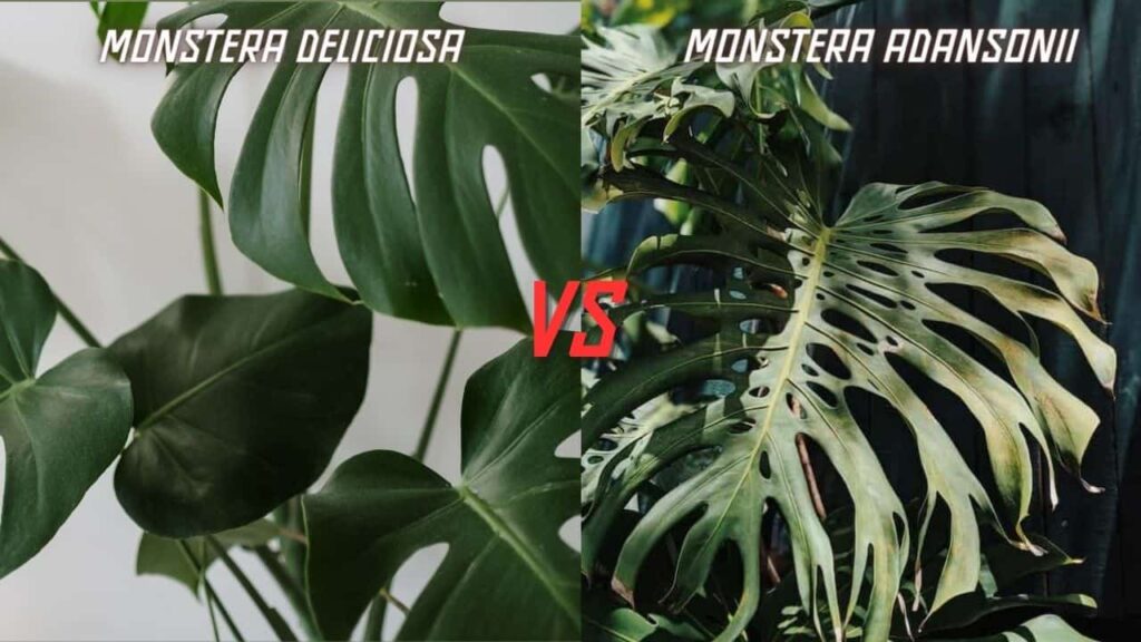 Monstera Adansonii vs Monstera Deliciosa