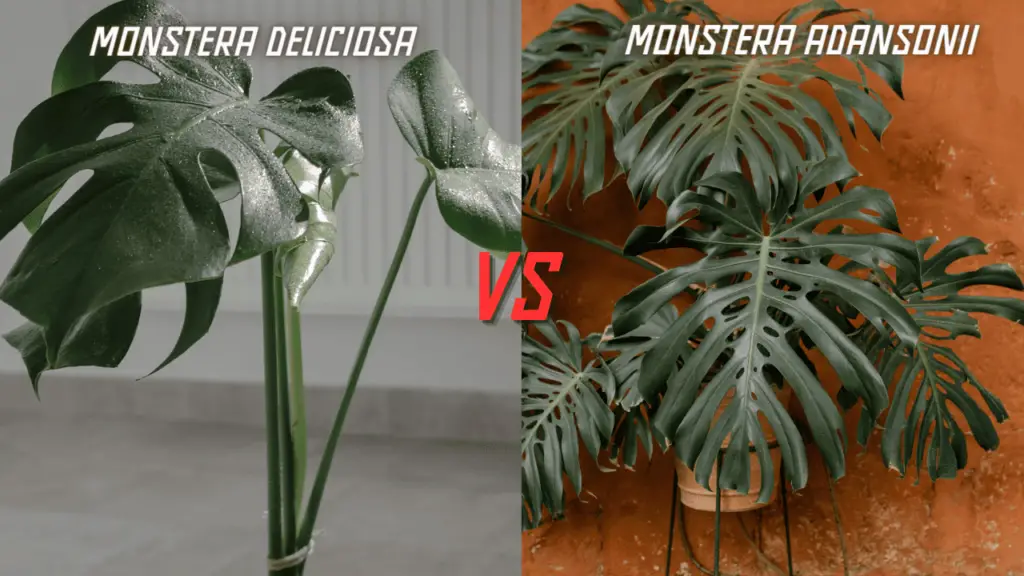 Monstera Deliciosa vs Monstera Adansonii