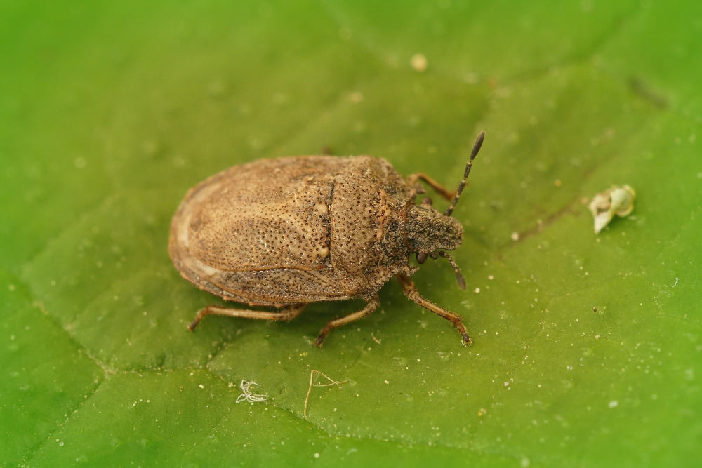 How to Prevent Squash Bugs