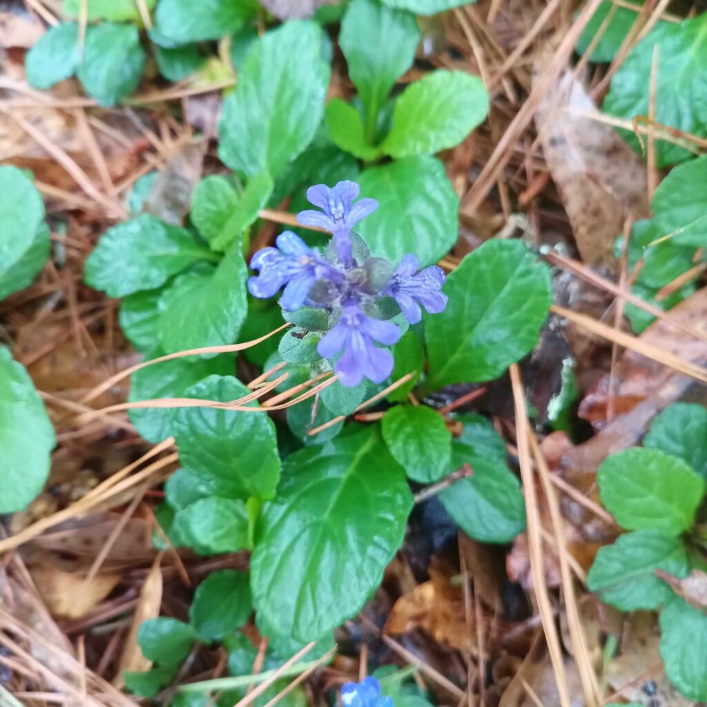 Ajuga