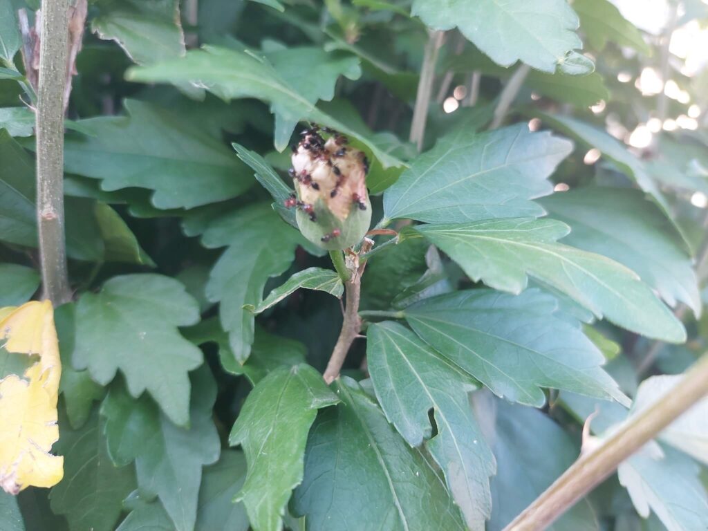 Ants on flower