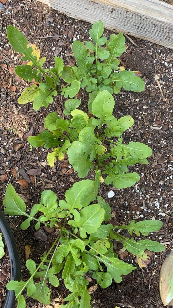 Arugula