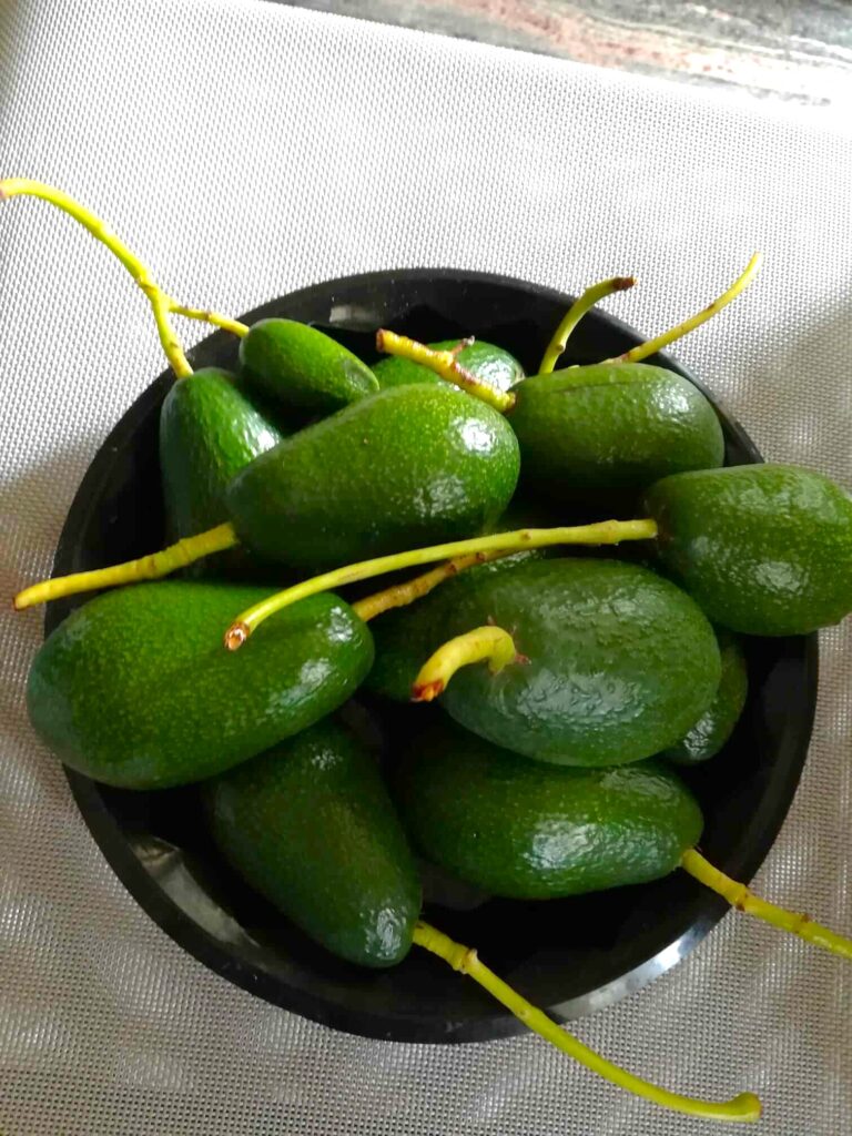Fresh avocados from my countryside tree
