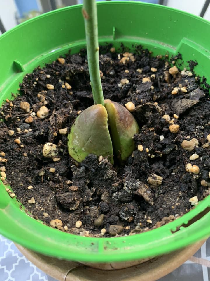 Avocado in a pot