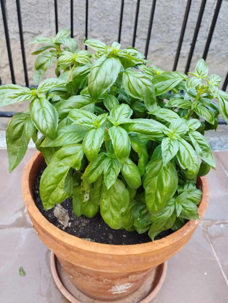 Pruning basil
