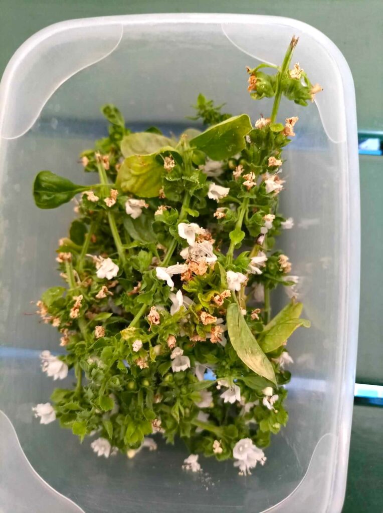 Basil flowers
