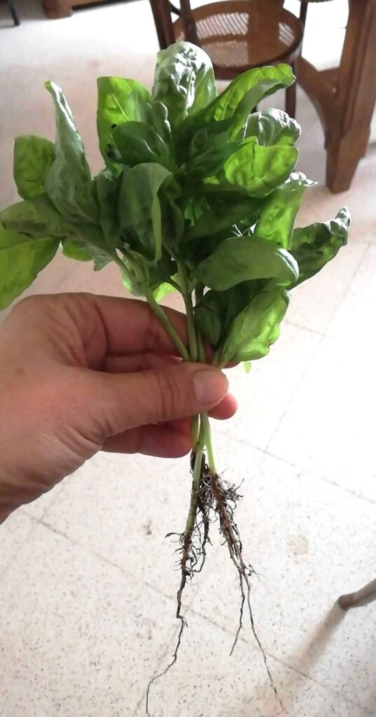 Basil stems