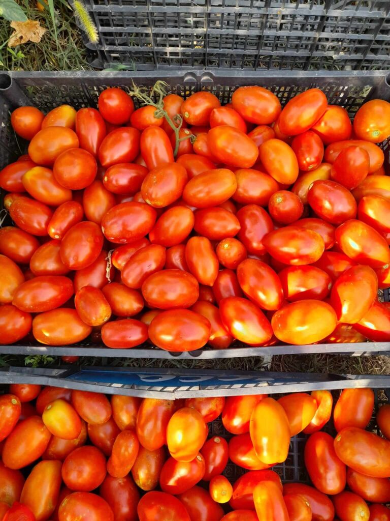 Beautiful freshly harvested tomatoes