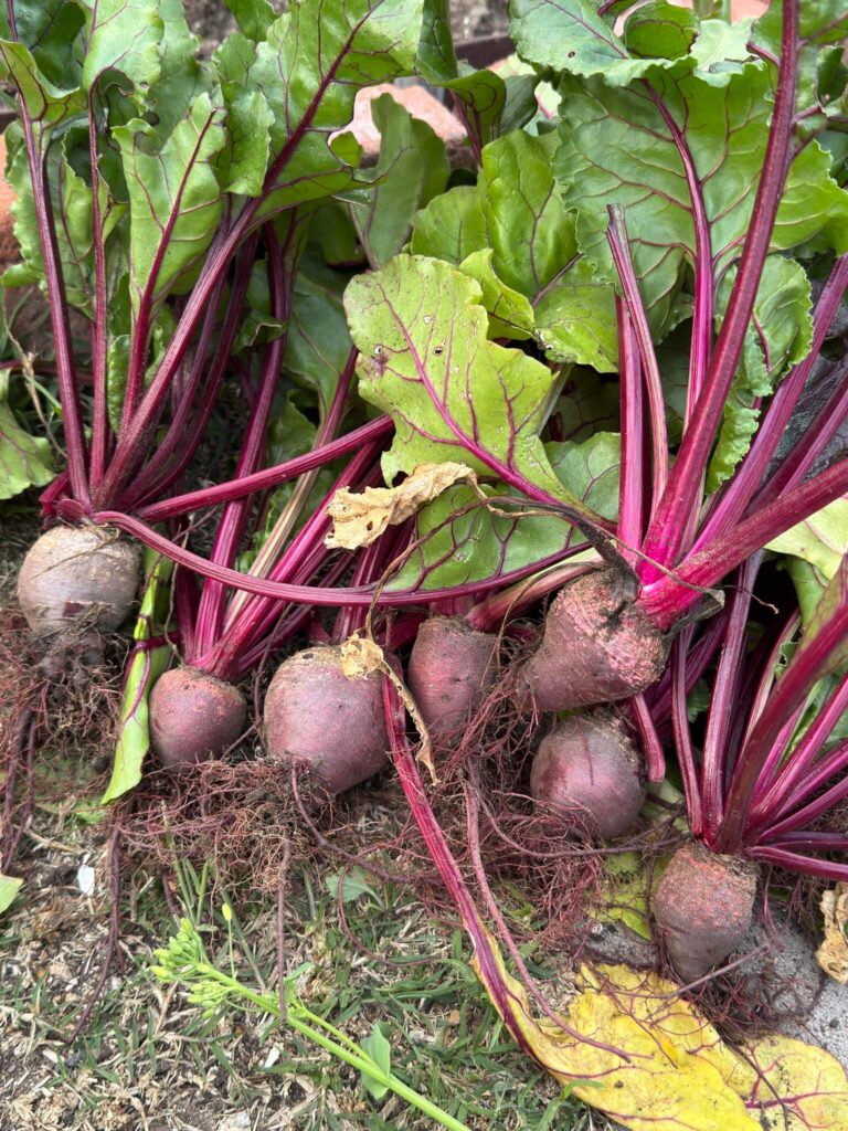 These beets are a bit small but again that is normal if they grow in the shade
