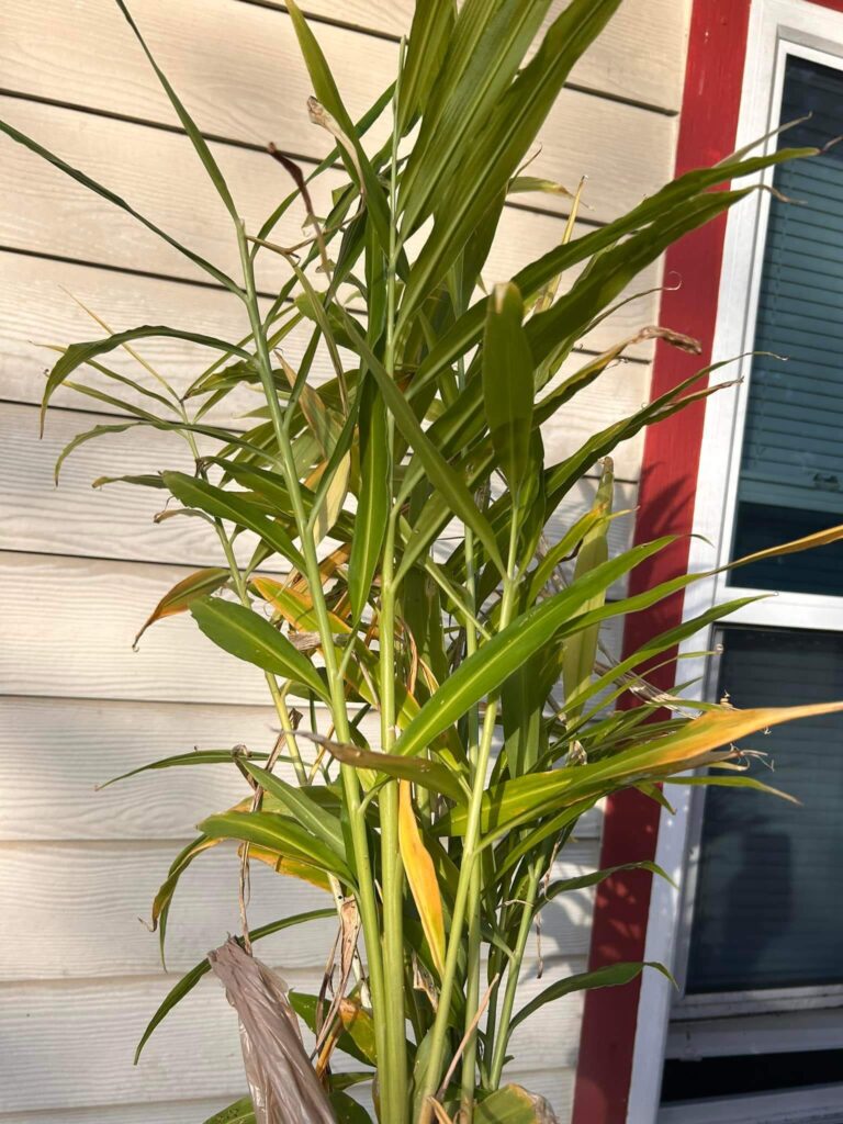 Big ginger plant with some yellow leaves