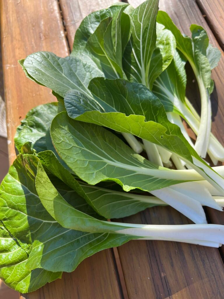Bok Choy