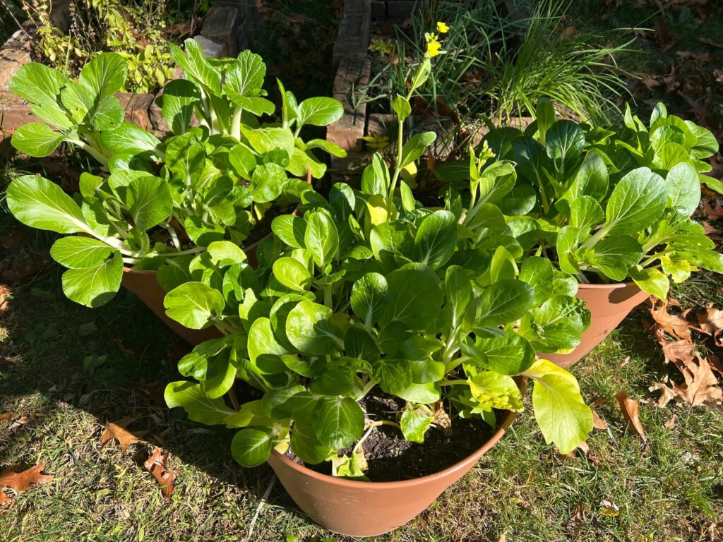 Bok Choy pots