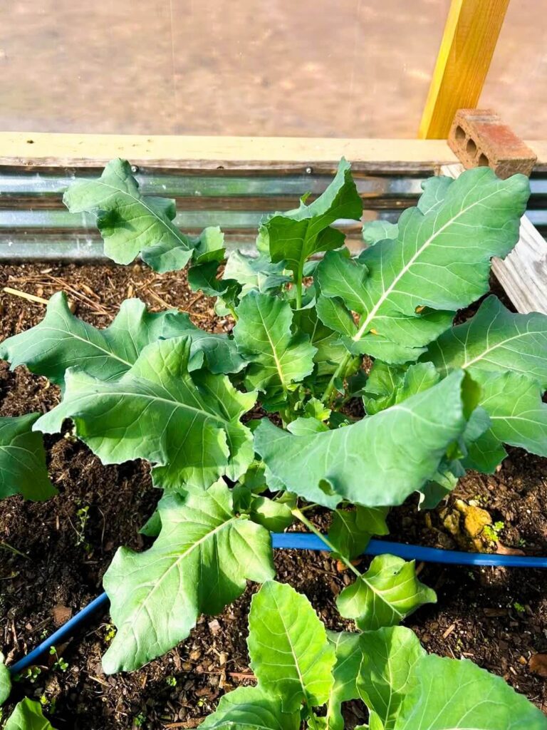 Broccoli plant