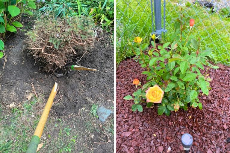 Common Gardening Mistakes